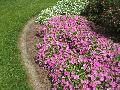 Whiskers  Series Petunias / Petunia 